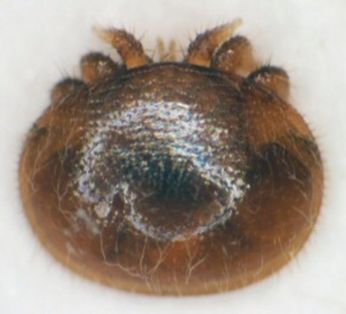 Varroa hembra adulta
