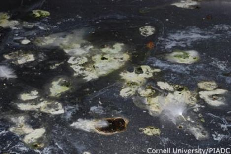 Diarrea verde acuosa