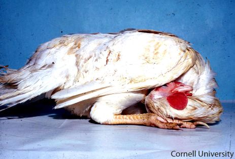 Parálisis y depresión