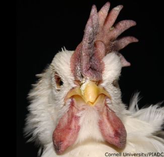 Cianosis barbas y cresta