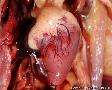 Congestión y hemorragia en corazón
