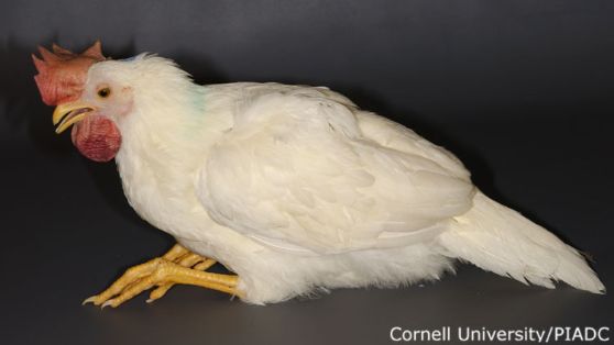 Postración y depresión