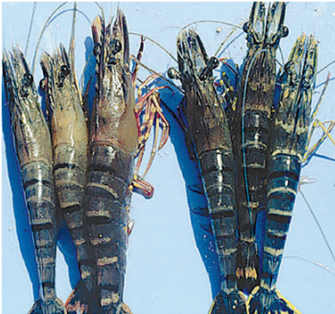 Nota: Diferencia entre camarones infectados (izquierda) y camarones sanos (derecha). Fuente: Organismo internacional regional de sanidad...