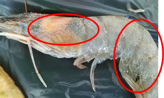 Lesión de mancha blanca