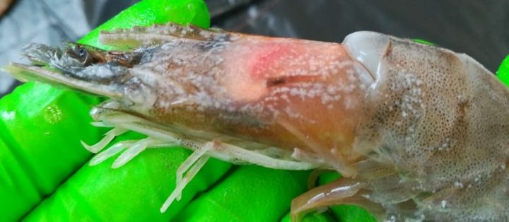 Nota: lesiones de manchas blancas características de esta enfermedad.  Fuente: Laboratorio Central de Veterinaria de Algete