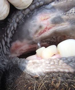 bov boca 8-10 dias casi cicatrizada