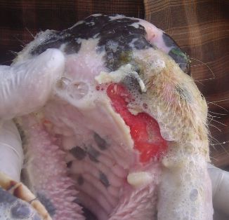 bovino boca  lesion 2-3 dias