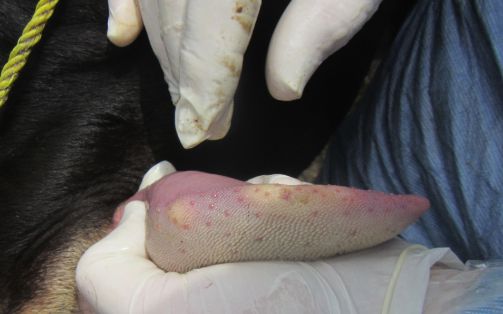 Bovino boca  vesicula no rota de 1 día