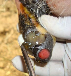 bovino ubre 2-3 dias