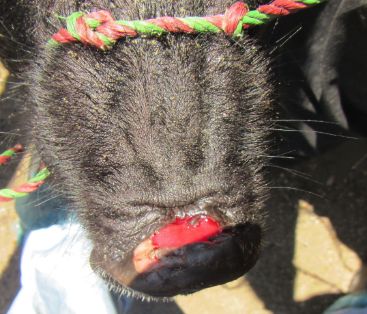 cerdo hocico lesion 2-3 dias