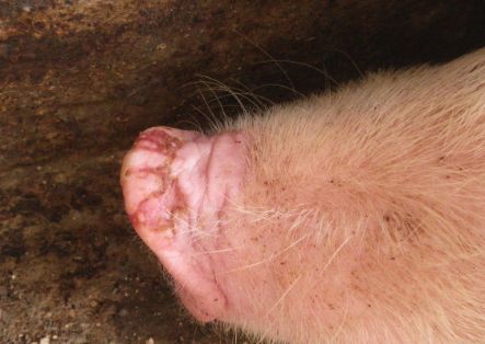 cerdo hocico over 10 dias