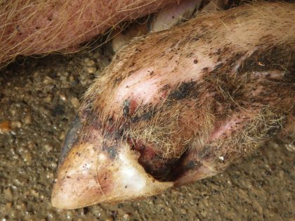 cerdo pezuña lesionde más de 10 dias