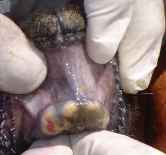 ovino rodete 6-7 dias