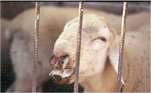 descarga nasal y sialorrea