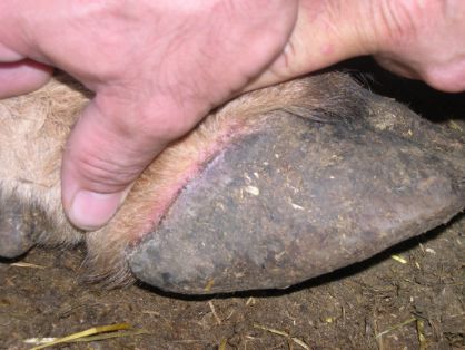 Lesión en pezuña de bovino