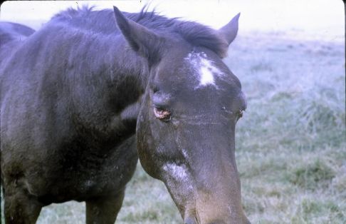 Edema supraorbitario 2