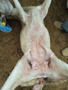 8 VOC_ Pápulas en abdomen (glándula mamaria y zona inguinal). ESP