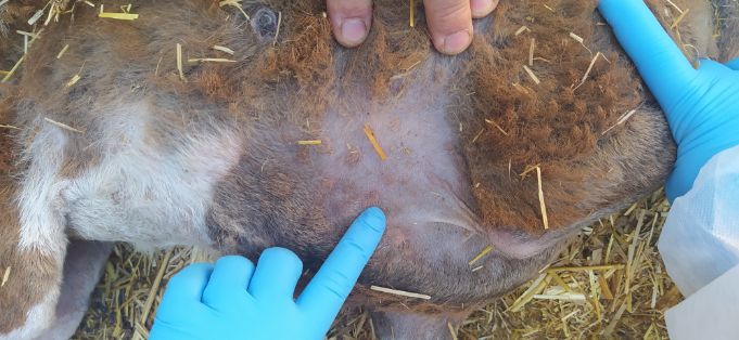 12 VOC_Máculas en abdomen. ESP