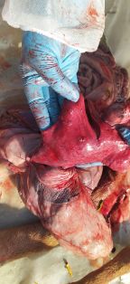 18 VOC_Lesiones en pulmón. ESP