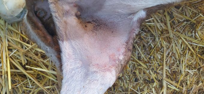 11 VOC_Costras en zona inguinal. ESP.