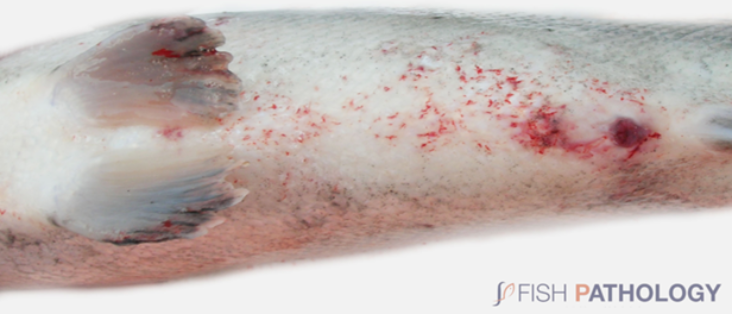 Hemorragias cutáneas. Fuente: Fish Pathology (Hugh Ferguson y Carlos Sandoval)