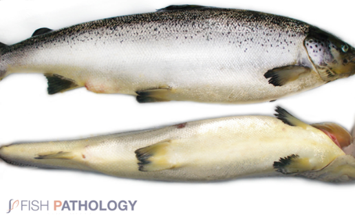 Ictericia severa. Fuente: Fish Pathology (Hugh Ferguson y Carlos Sandoval)