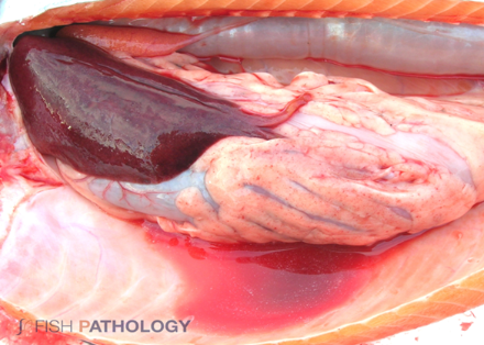 Líquido sanguinolento en cavidad peritoneal. Fuente: Fish Pathology (Hugh Ferguson y Carlos Sandoval)