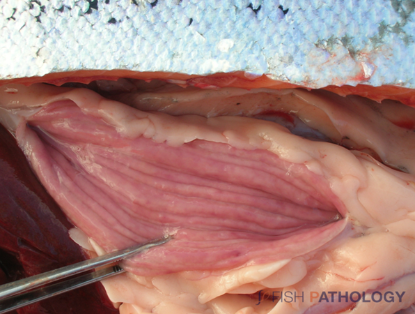 Mucosa gástrica levemente congestiva. Fuente: Fish Pathology (Hugh Ferguson y Carlos Sandoval)