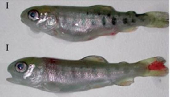 Cavidad visceral distendida y hemorragias petequiales en base de las aletas y abdomen