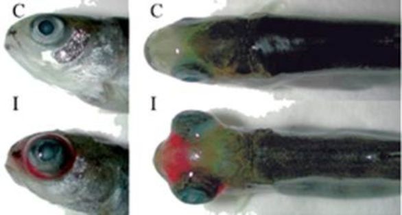 Exoftalmia y hemorragia en la región cefálica