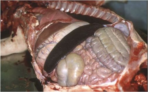 Bazo aumentado de tamaño y congestivo