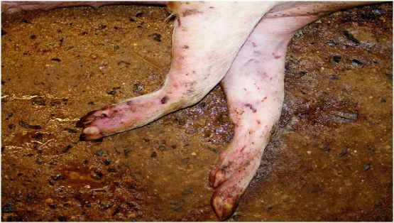 Hematomas subcutáneos en patas