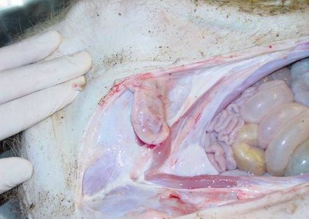 Aumento de tamaño ganglios inguinales