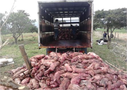 Cerdos muertos por la forma aguda piel enrojecida