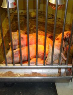 Fiebre, postración, apatía, apelotonamiento cerca de foco de calor