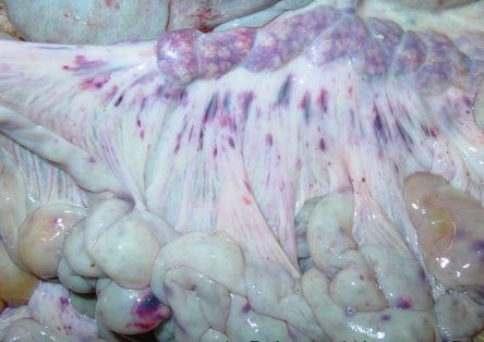 Ganglios mesentéricos agrandados y hemorrágicos