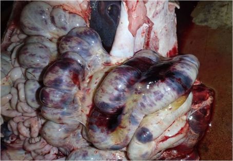 Hemorragias generalizadas en vísceras abdominales