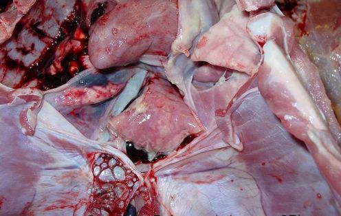 Pericarditis y pleuritis de fibrinosa a supurativa