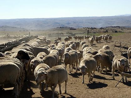 Grupo de animales identificados 