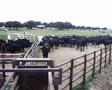 Manga de manejo para vacuno