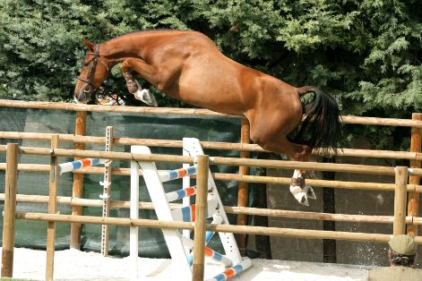 Autor: José Luis Fernández Cuervo.<br/>Sexo: Hembra.<br/>Comentarios: CENTORA DE WALYRO (2007), hembra criada por la yeguada Walyro en Cantabria,...