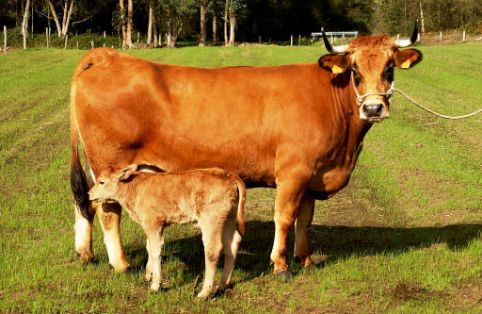 Imagen Asturiana de los Valles (hembra con cría), fuente MAGRAMA.