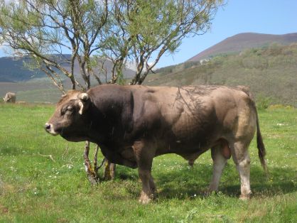 Autor: Federación Española de raza Rarda de Montaña.<br/>Año: 2013.<br/>Sexo: Macho.