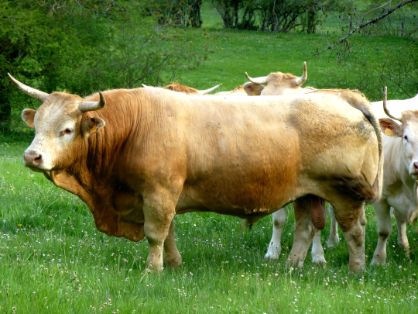 Autores : Patxi Aranguren e Isidoro Elorz.<br/>Año: 2013.<br/>Sexo: Macho.<br/>Comentarios: Toro de monta Natural propiedad de D. Carlos Oroz de...