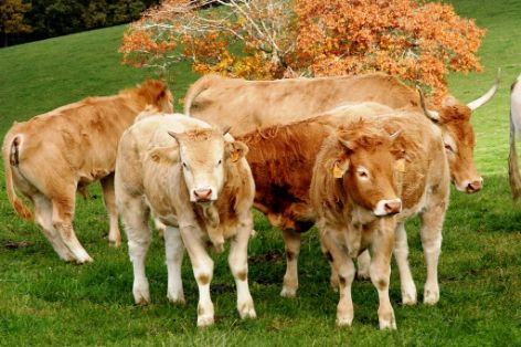 Imagen de Pirenaica (Crías con hembra), fuente MAGRAMA.