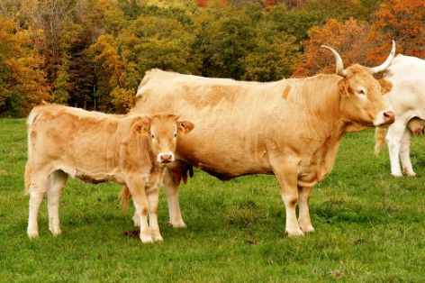 Imagen de Pirenaica (Hembra con cría), fuente MAGRAMA
