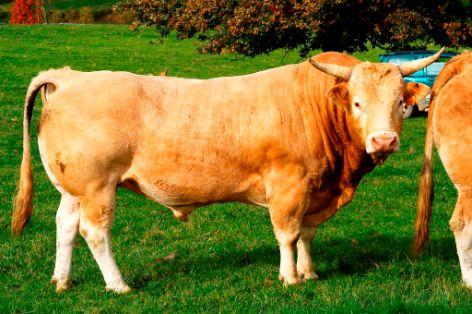 Imagen de Pirenaica (macho), fuente MAGRAMA