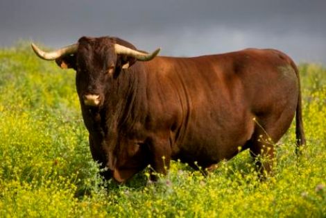 Autor: Fernando Ortega.<br/>Año: 2008.<br/>Sexo: Macho.<br/>Imagen facilitada por la ASOCIACIÓN NACIONAL DE CRIADORES DE GANADO VACUNO SELECTO...