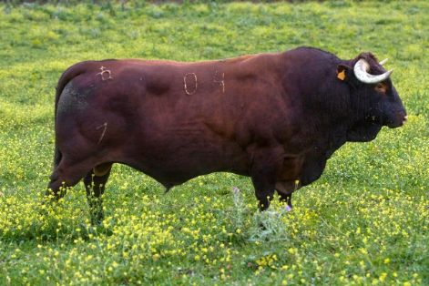 Autor: Fernando Ortega.<br/>Año: 2008.<br/>Sexo: Macho.<br/>Imagen facilitada por la ASOCIACIÓN NACIONAL DE CRIADORES DE GANADO VACUNO SELECTO...