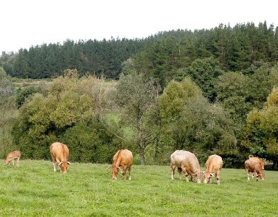 Imagen facilitada por la ASOCIACIÓN NACIONAL DE CRIADORES DE GANADO VACUNO SELECTO DE RAZA RUBIA GALLEGA (ACRUGA).<br/>Rebaño en su medio natural.